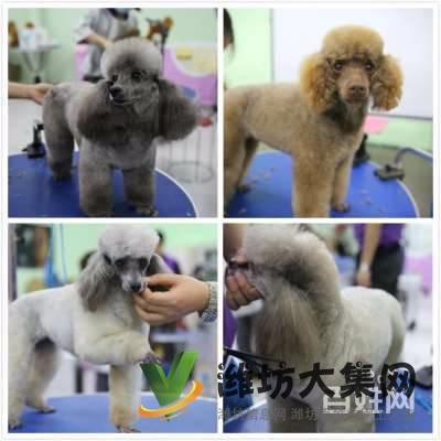 濰坊初級寵物美容培訓班課程,怎么樣